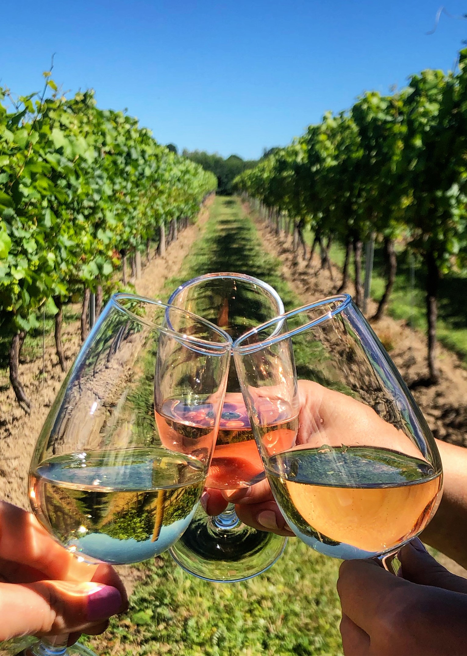 wine-in-vineyard