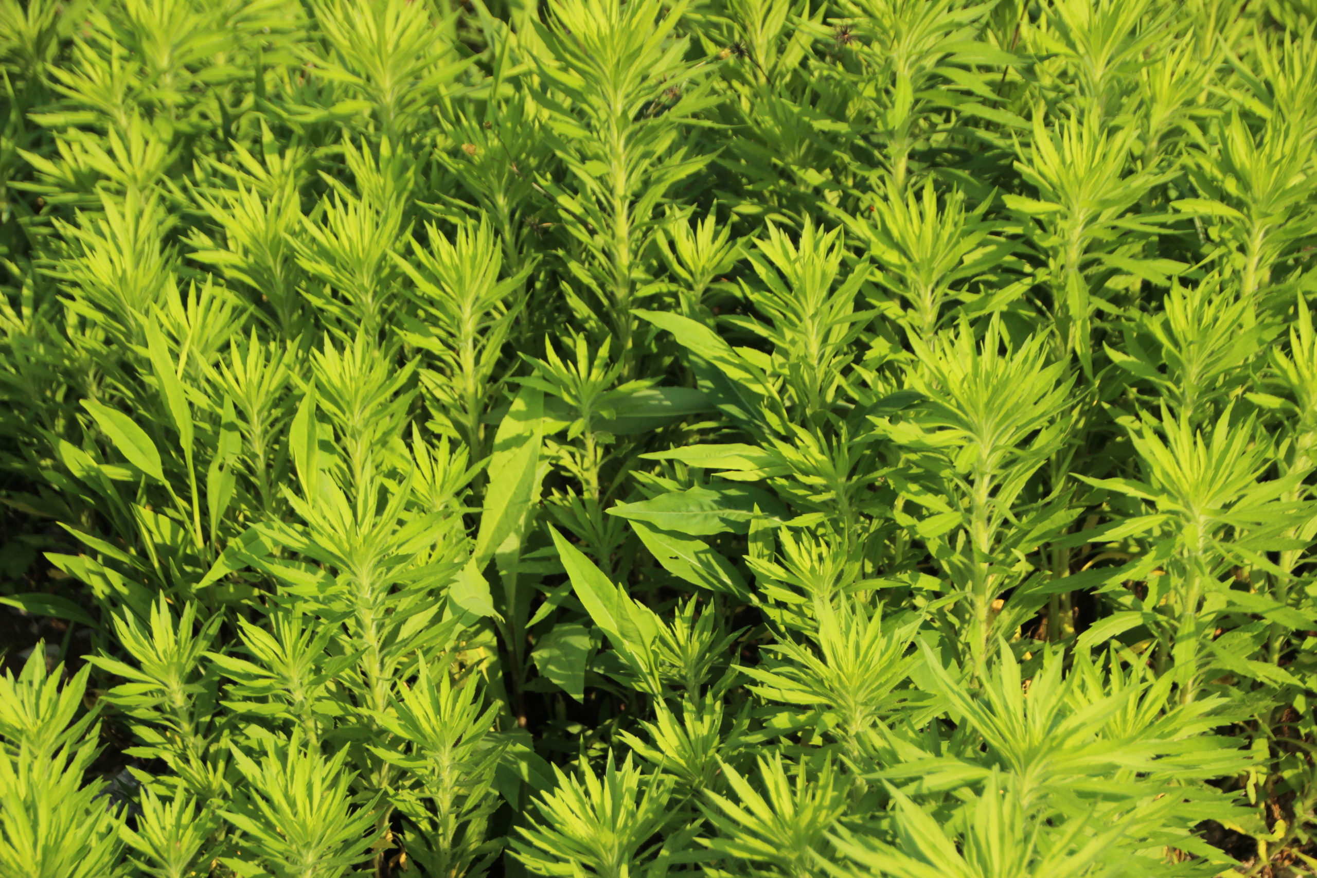 Artemisia