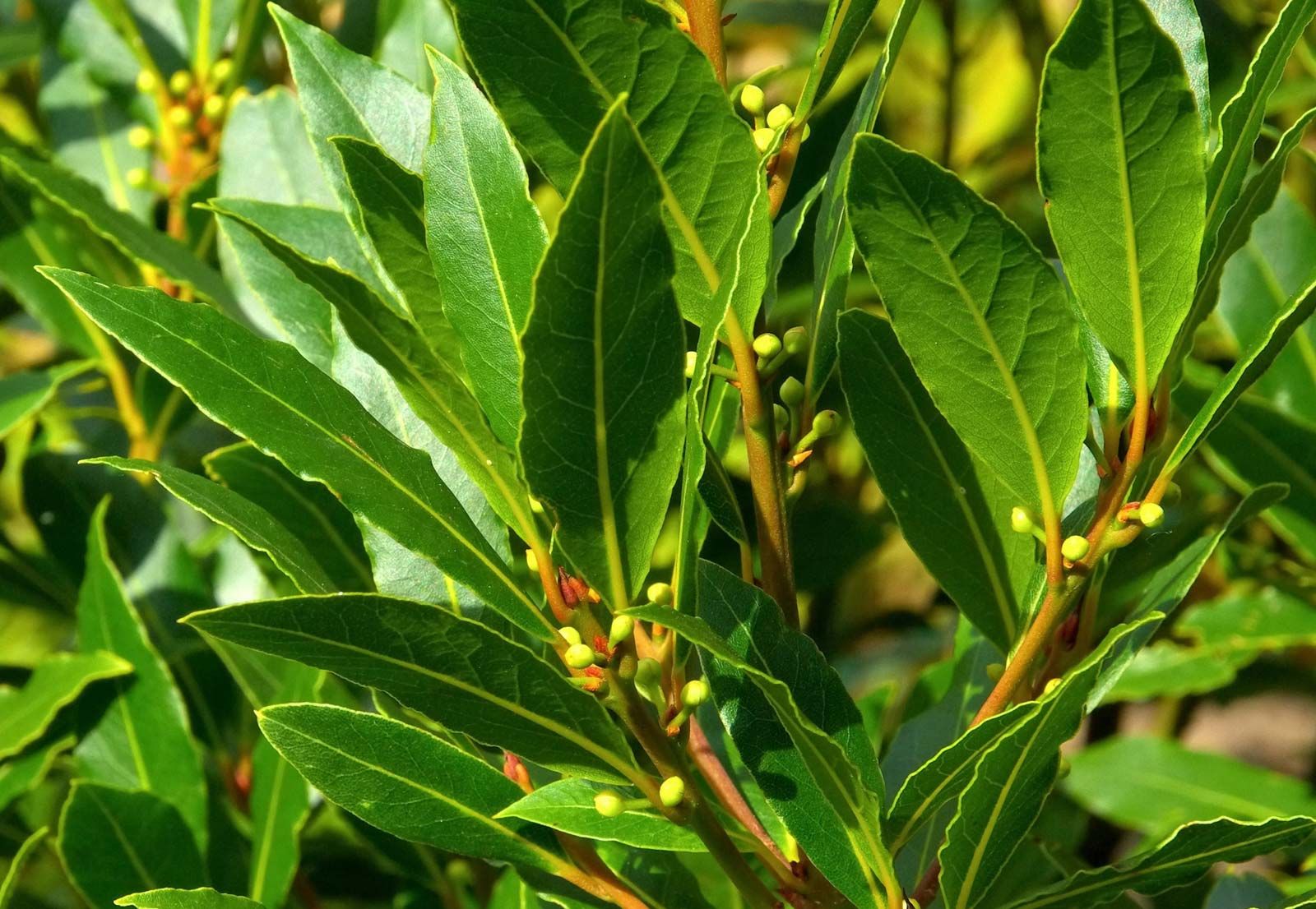 Bay-laurel