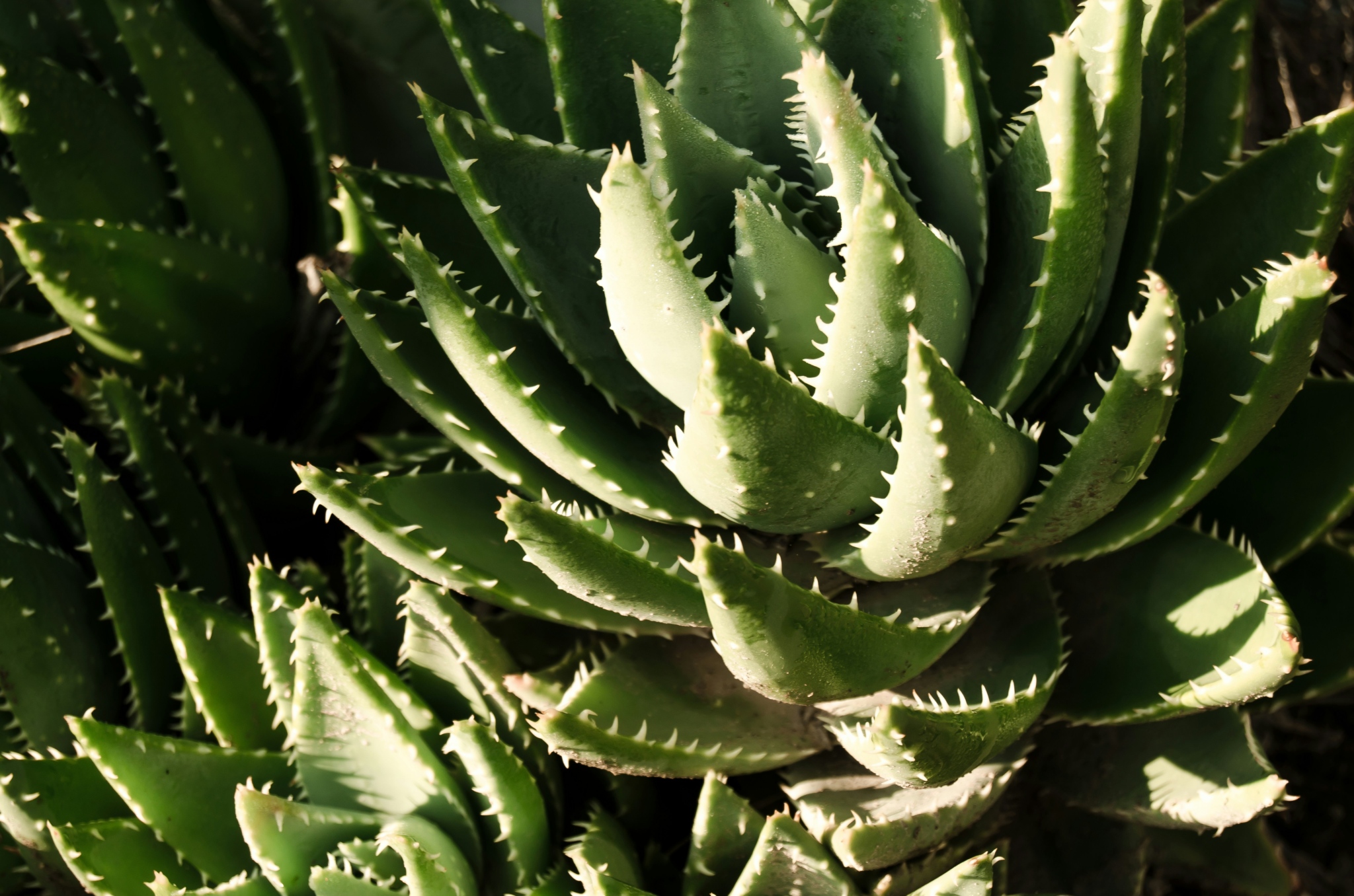 aloe
