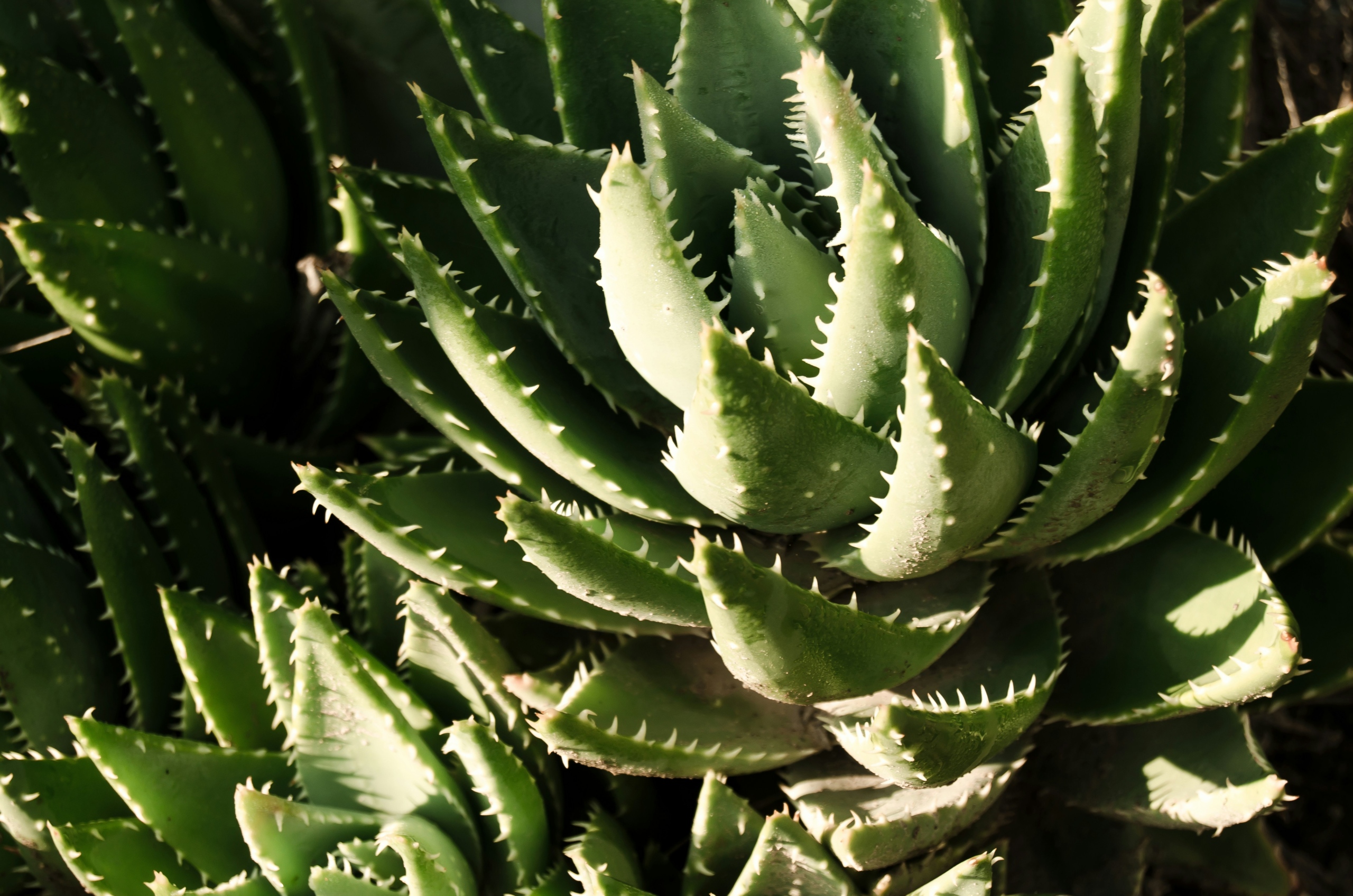 aloe