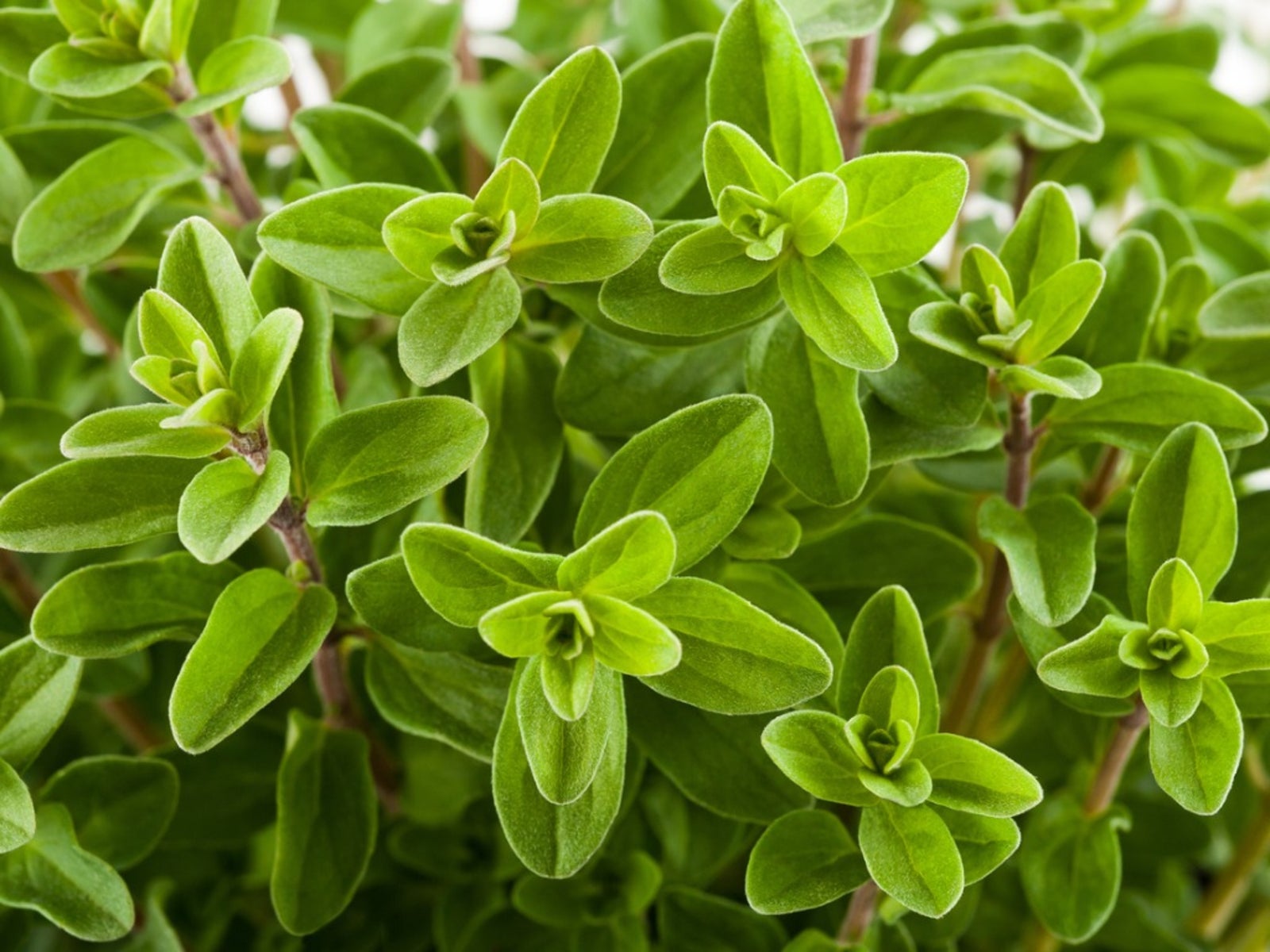 manjoram