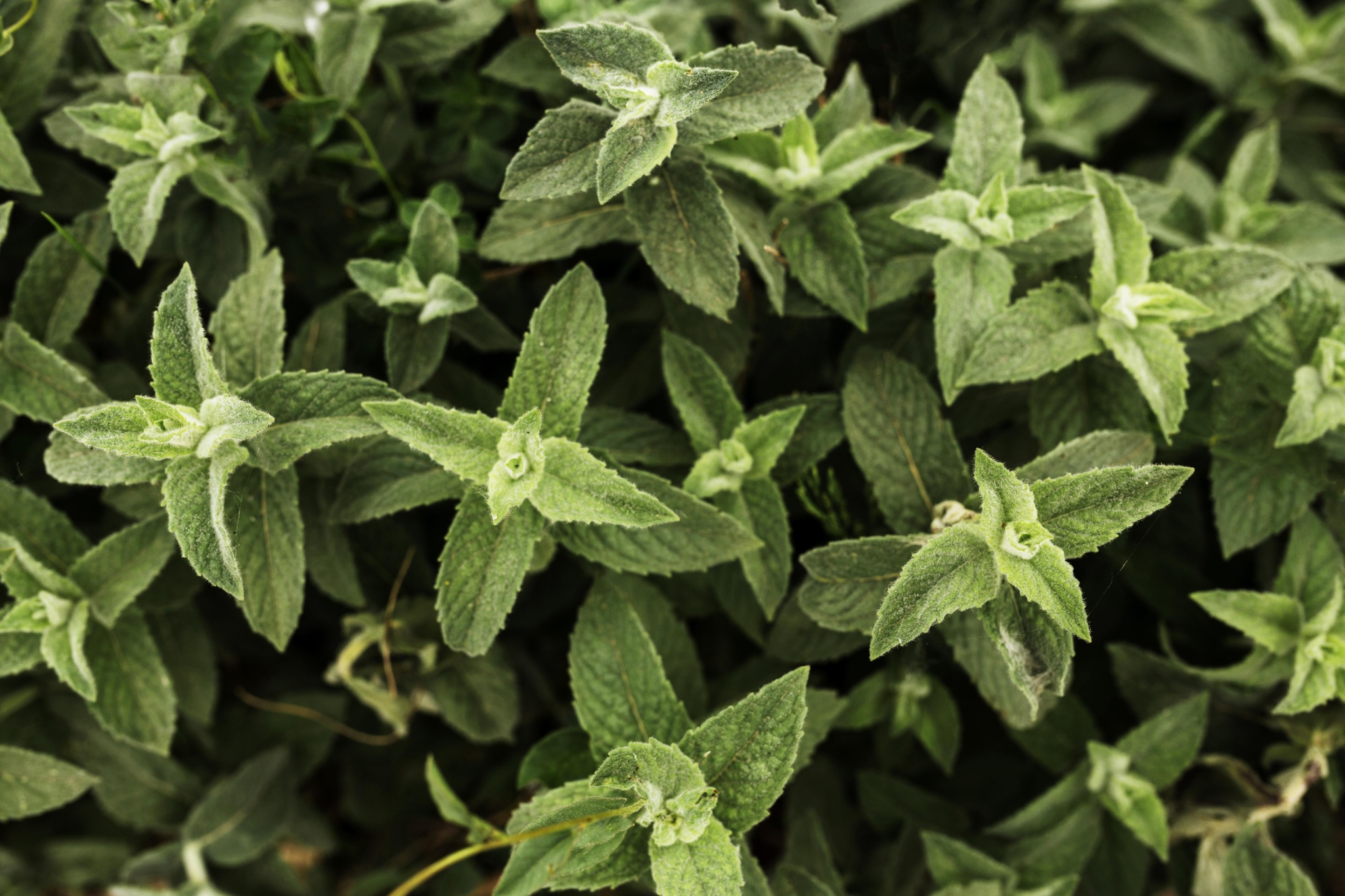 Oregano