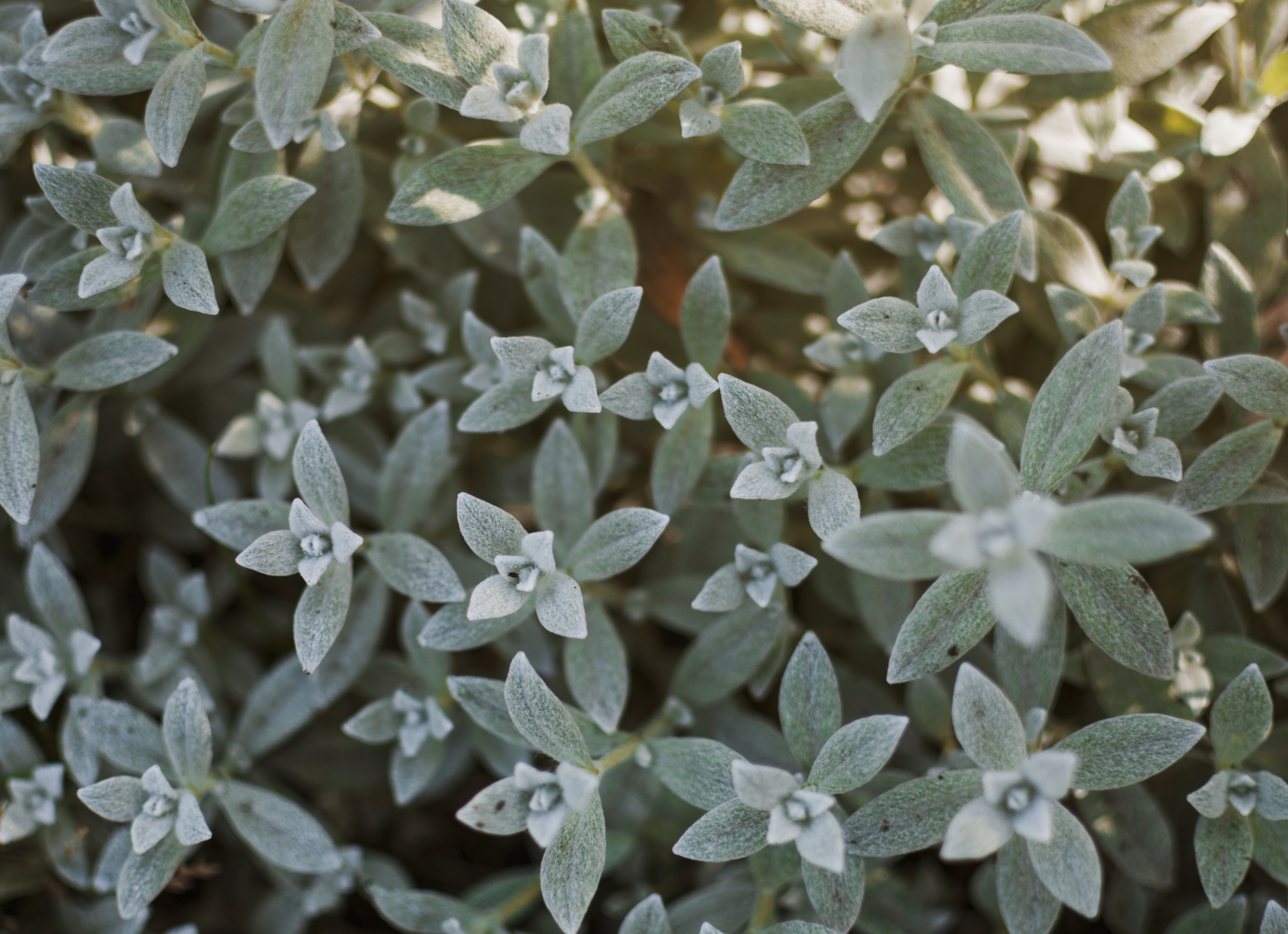sage
